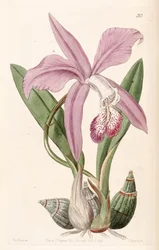 Laelia speciosa (synonyymi: Laelia majalis).